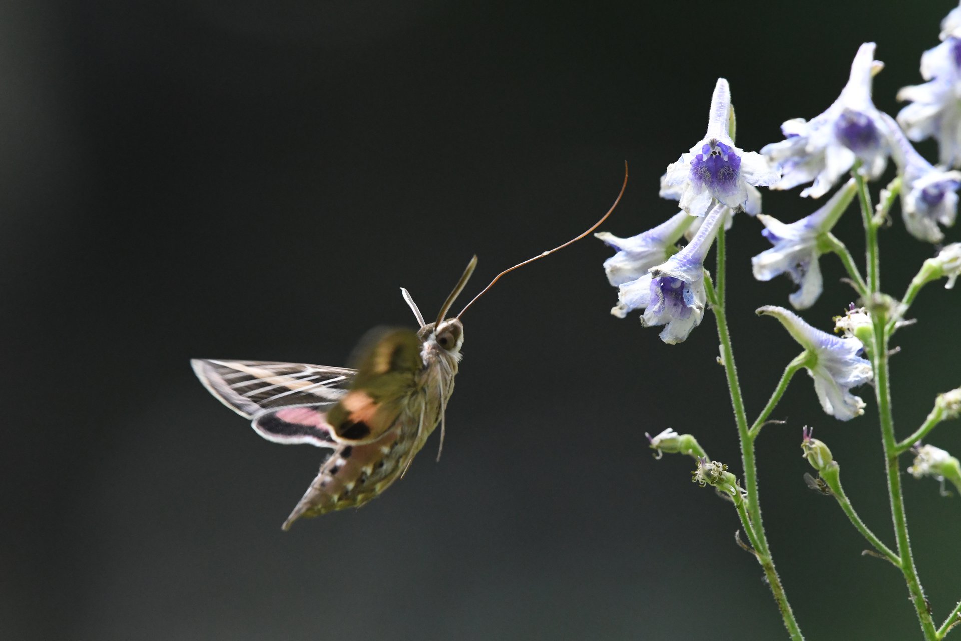 White-lined Sphinx
